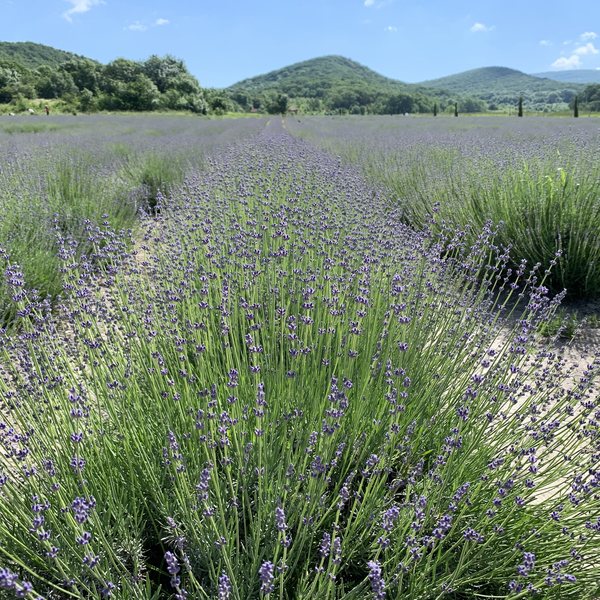 Entre campos de lavanda