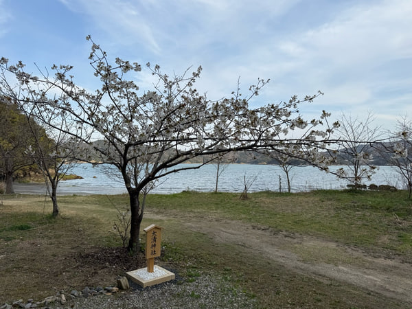 水辺に咲く桜と、木の札が立つ小道